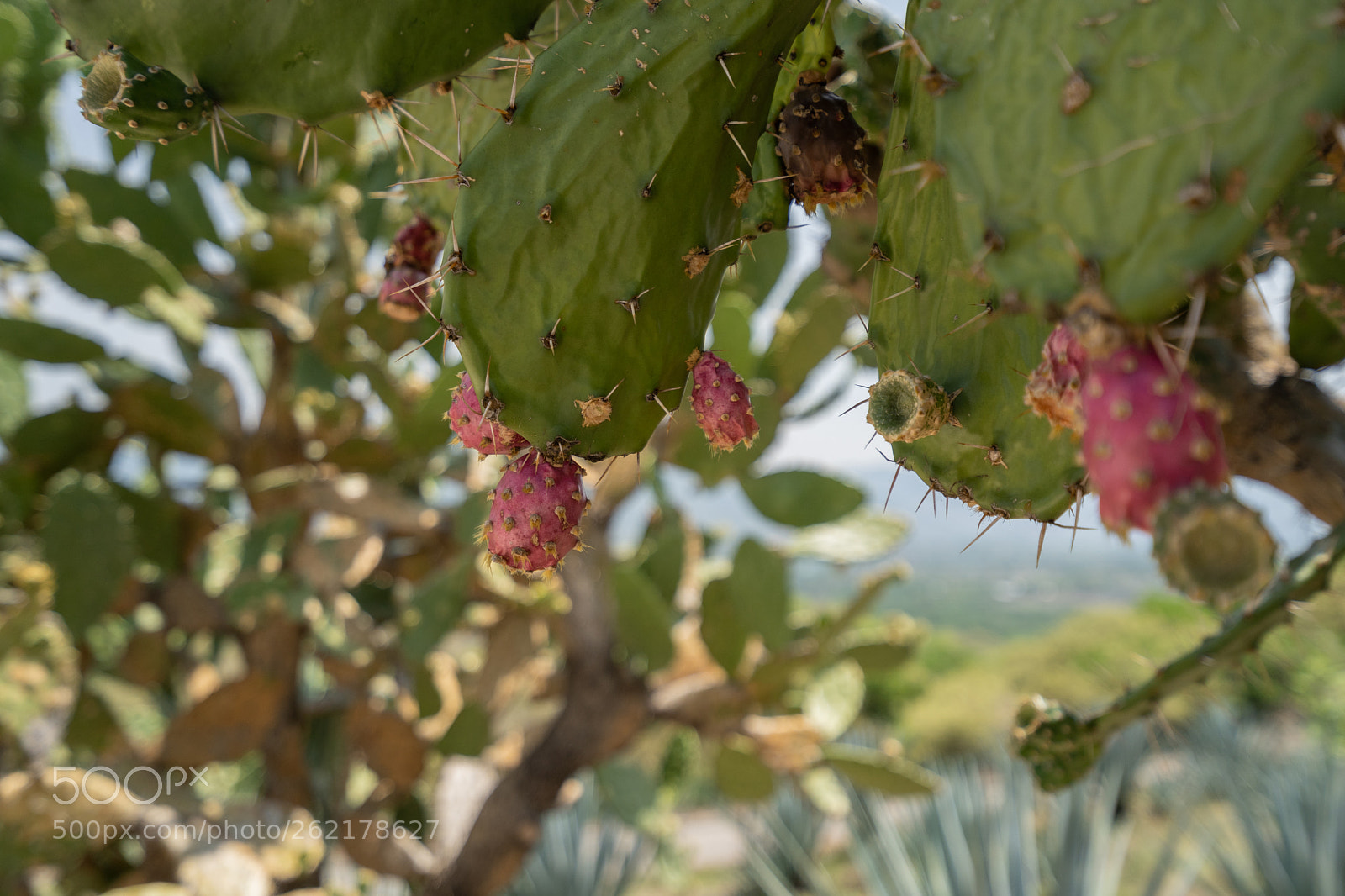 Sony a7 III sample photo. Cactus fruits photography