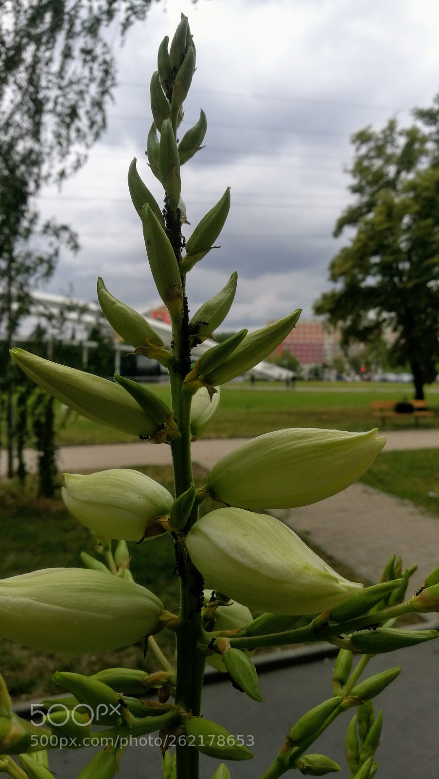HUAWEI Honor 8 sample photo. On the walk, st photography