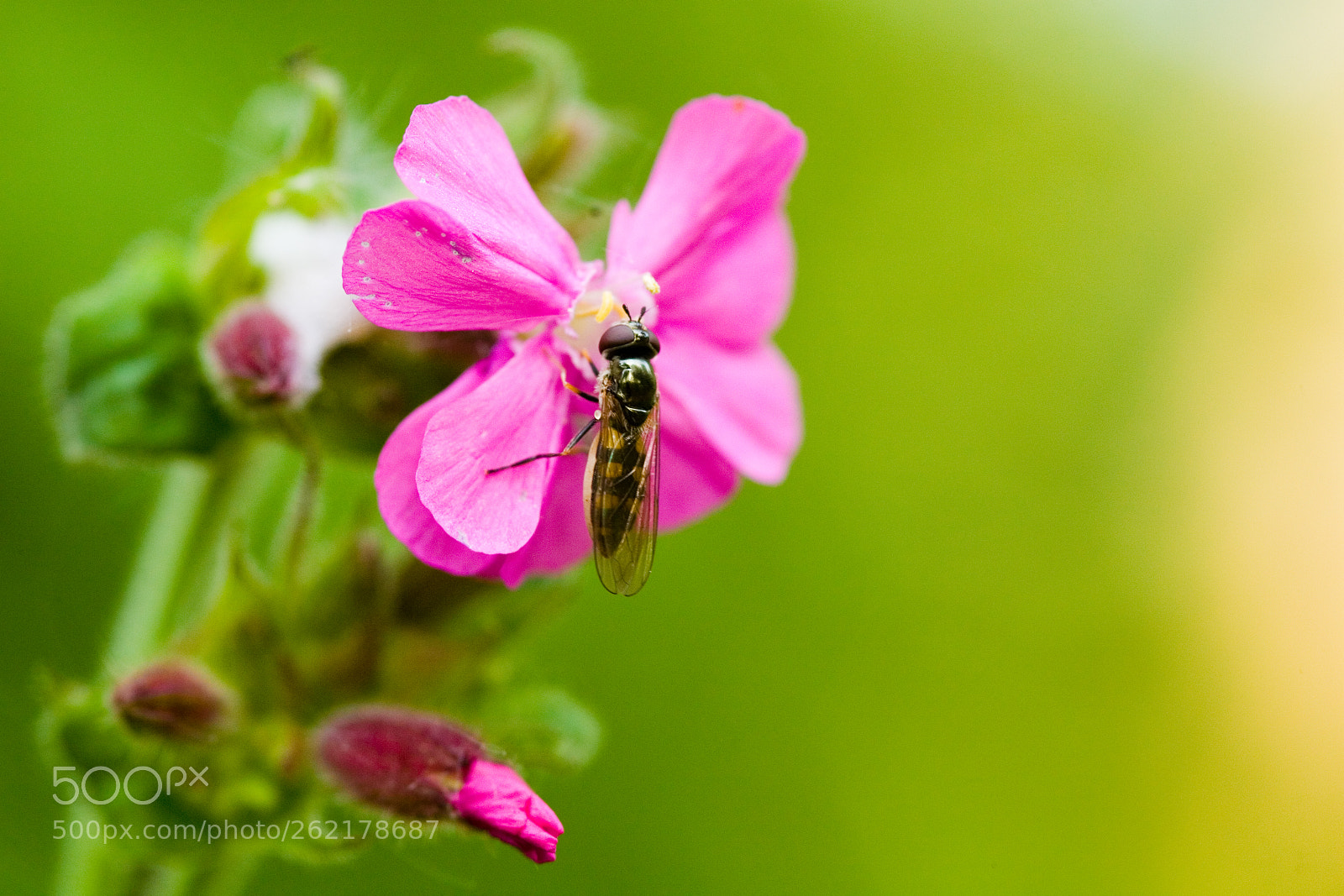 Canon EOS 5D sample photo. Lunch photography