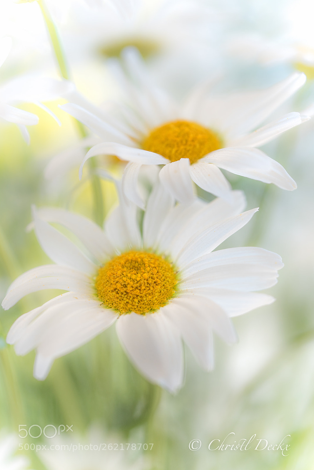 Nikon D750 sample photo. Sunny days photography