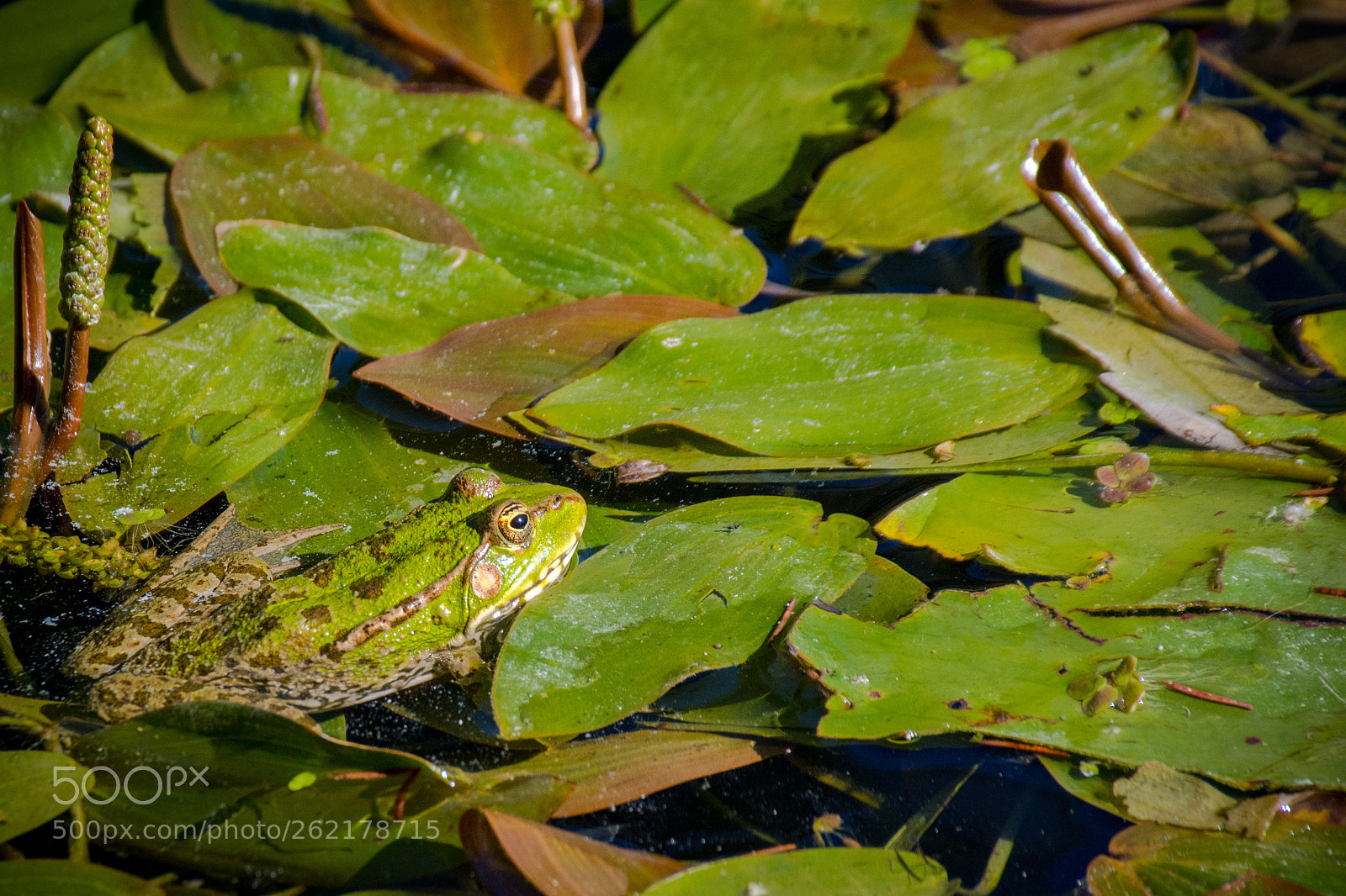 Nikon D5200 sample photo. Toad photography