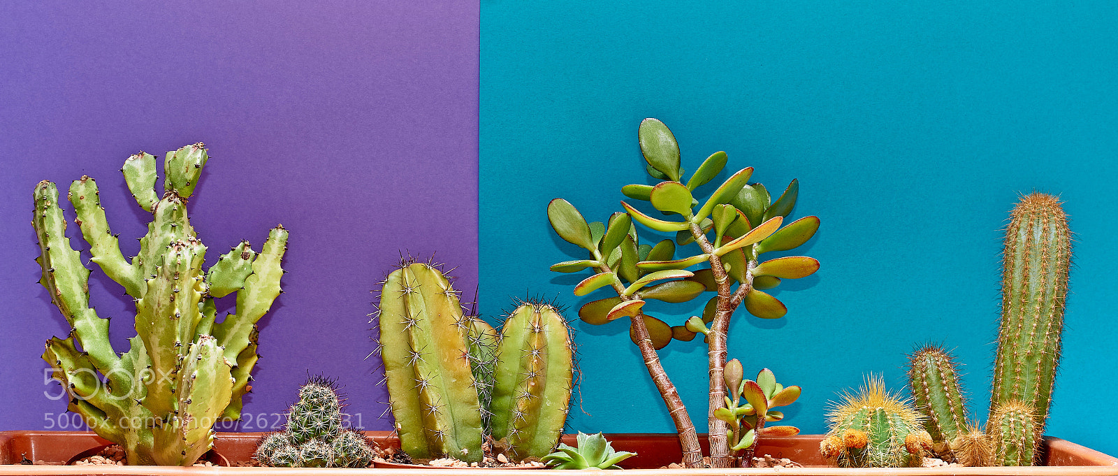 Sony SLT-A58 sample photo. Cactus. art gallery fashion photography