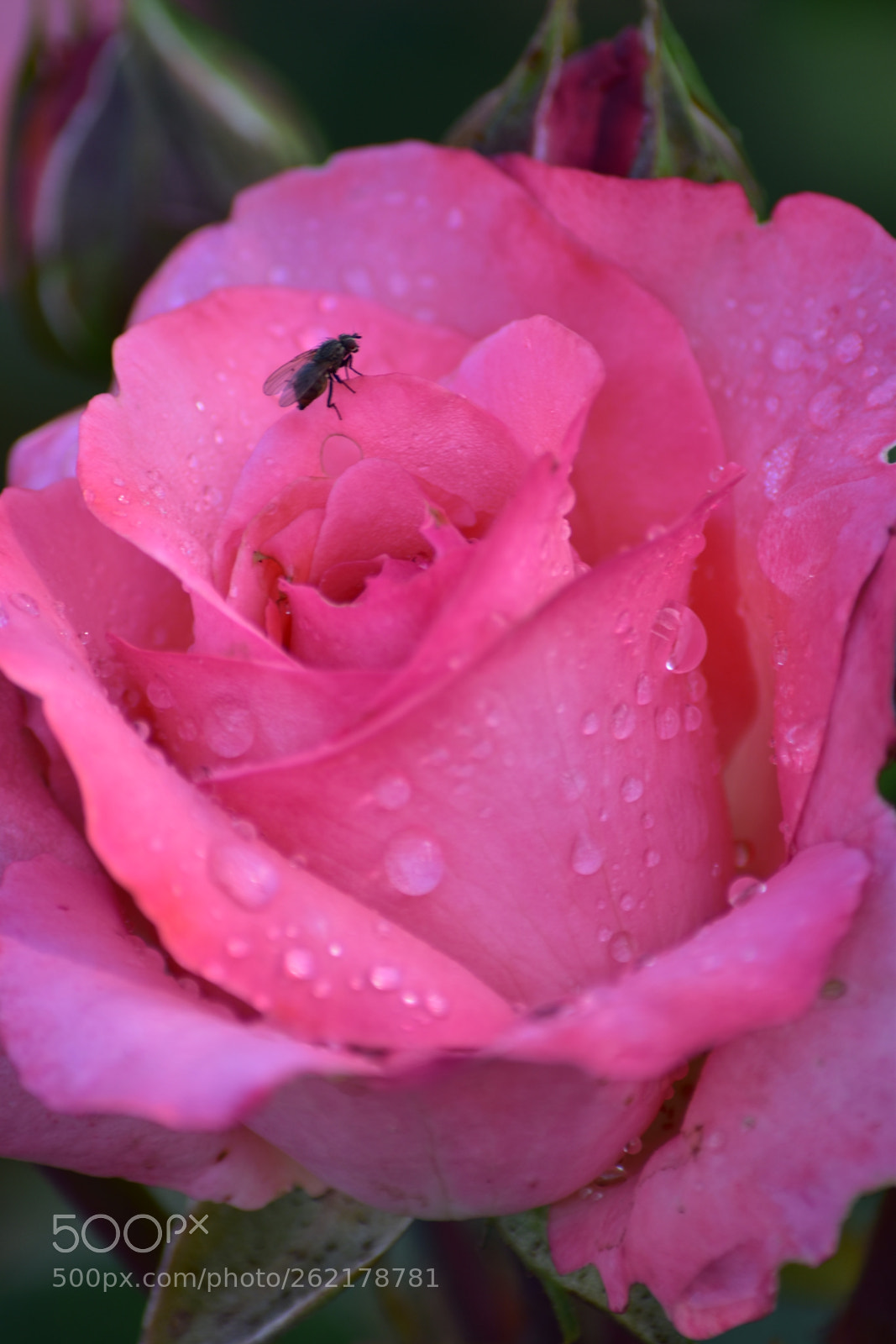 Nikon D5500 sample photo. La rose et la photography