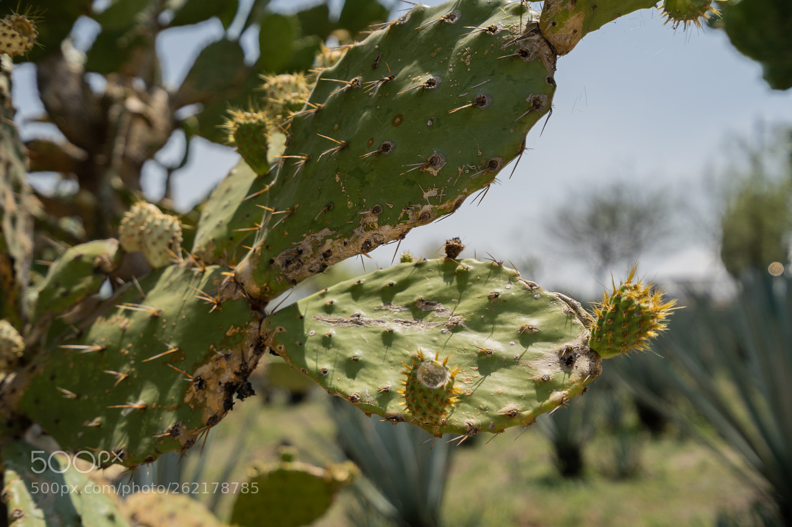 Sony a7 III sample photo. Mexican cactus leaf photography