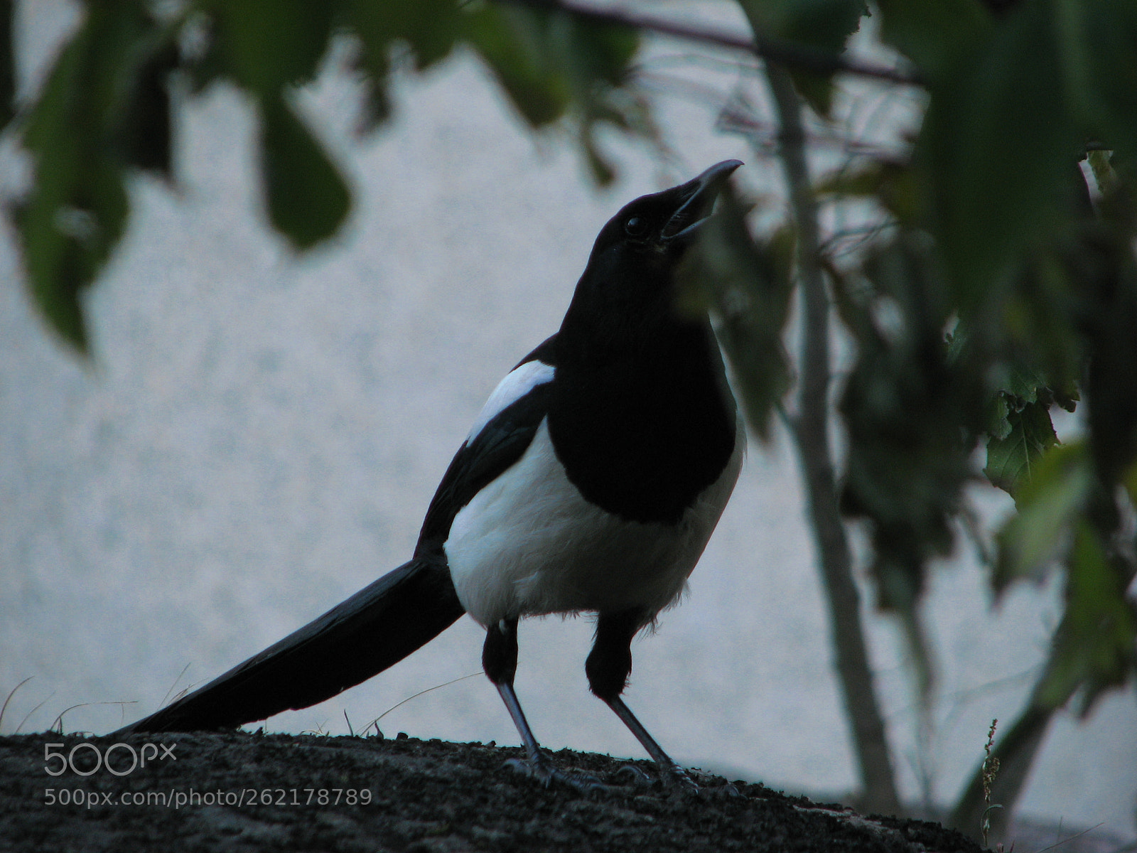 Canon POWERSHOT S3 IS sample photo. Magpie photography
