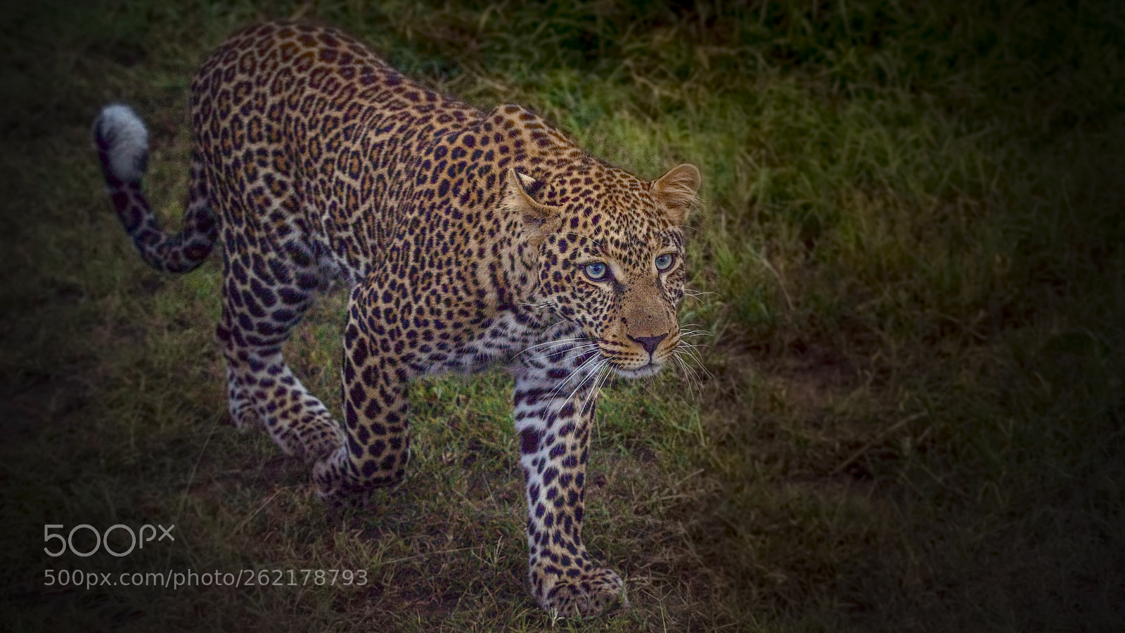 Nikon D750 sample photo. Leopard..... photography