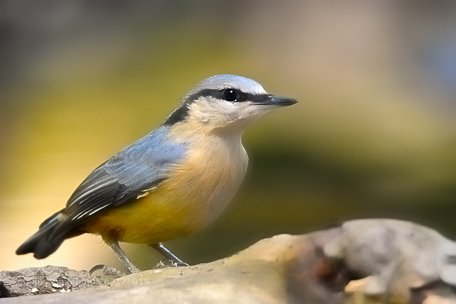 Tamron SP 150-600mm F5-6.3 Di VC USD sample photo. Nuthatch photography