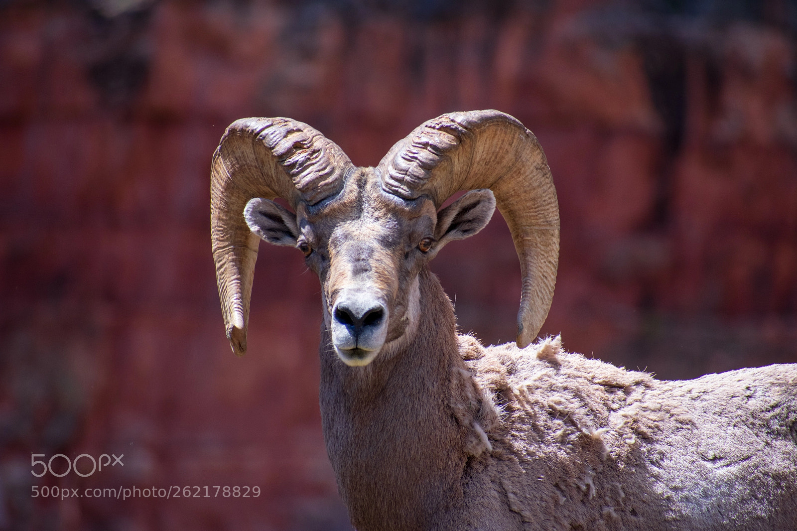Nikon D3400 sample photo. Bighorn sheep photography