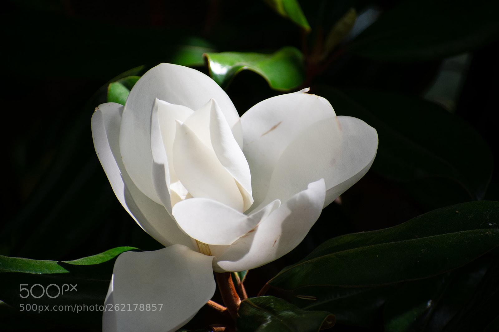 Nikon D3400 sample photo. Magnolia bloom photography