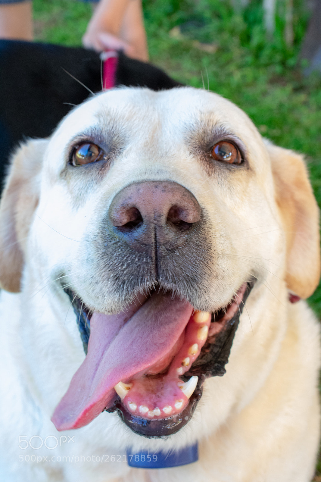Nikon D3400 sample photo. Yellow lab photography