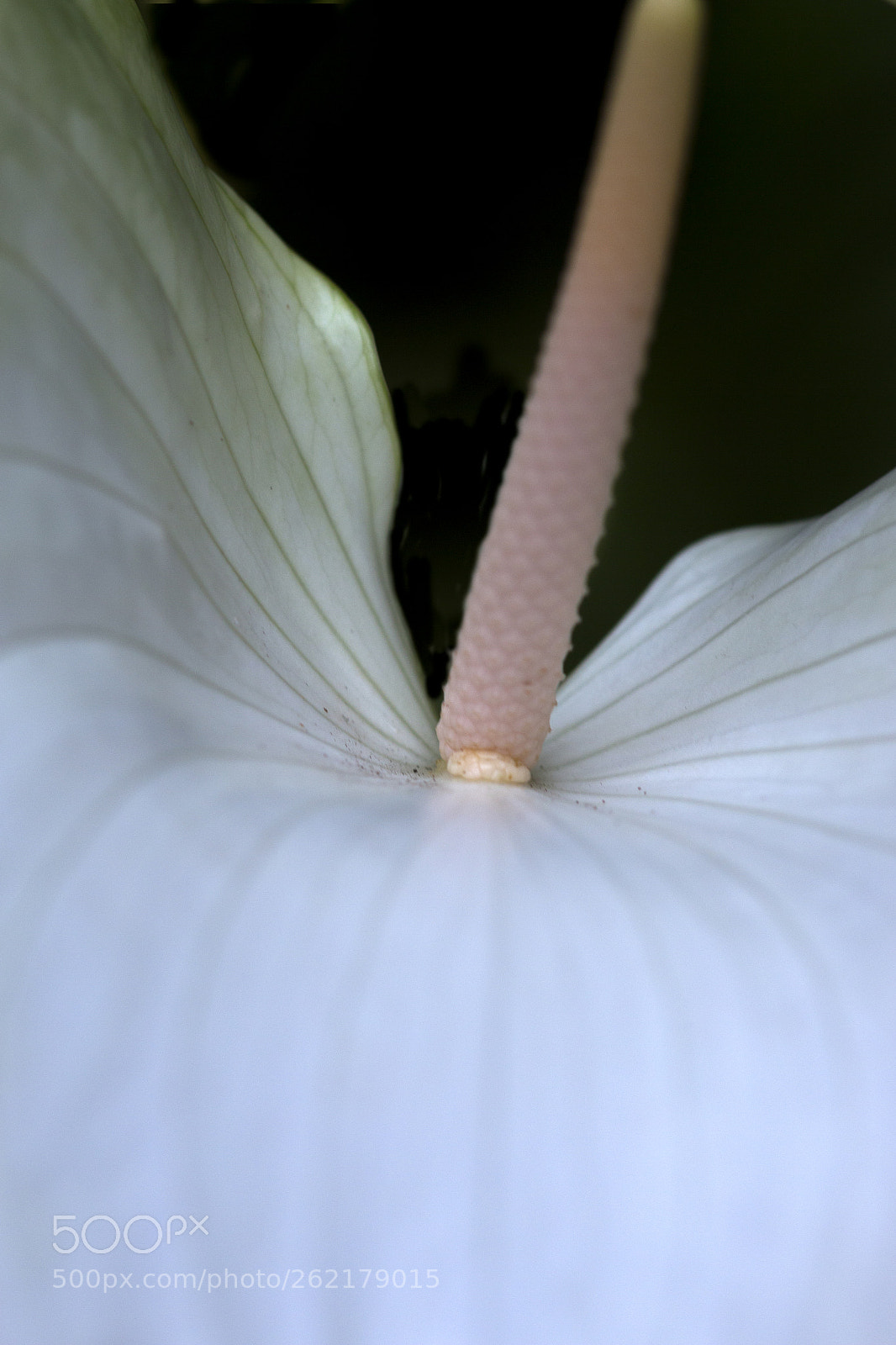 Canon EOS 700D (EOS Rebel T5i / EOS Kiss X7i) sample photo. White anthurium photography