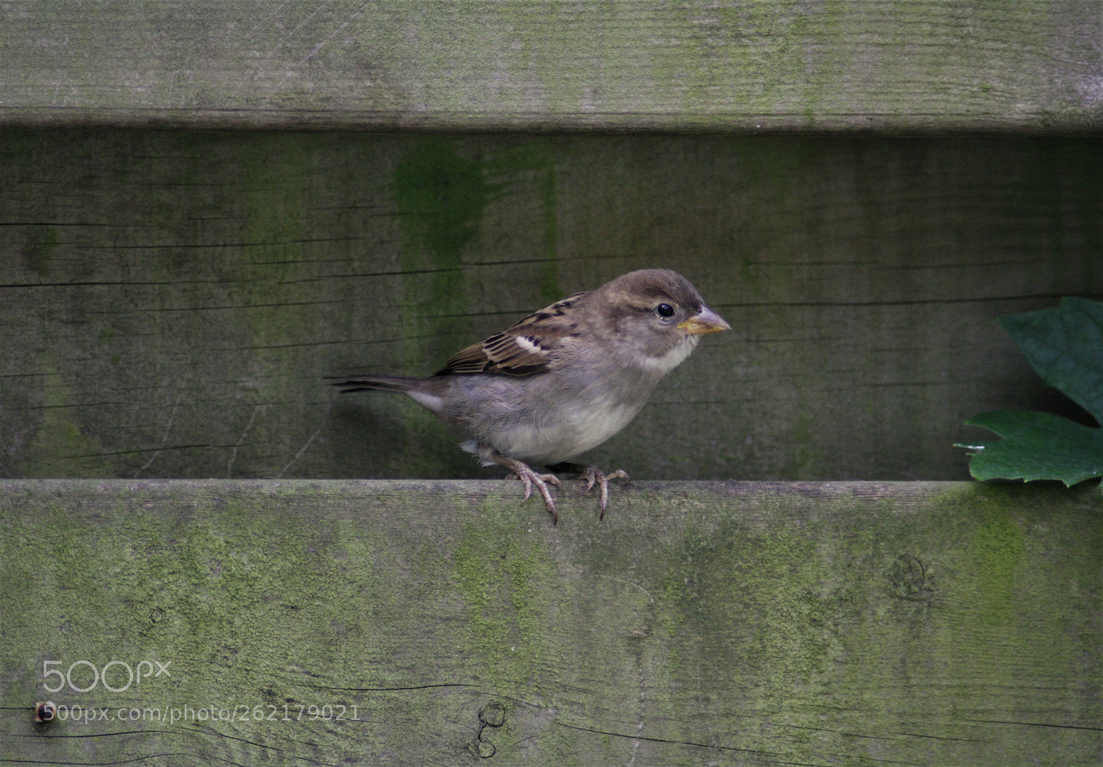 Canon EOS 1000D (EOS Digital Rebel XS / EOS Kiss F) sample photo. Young sparrow photography