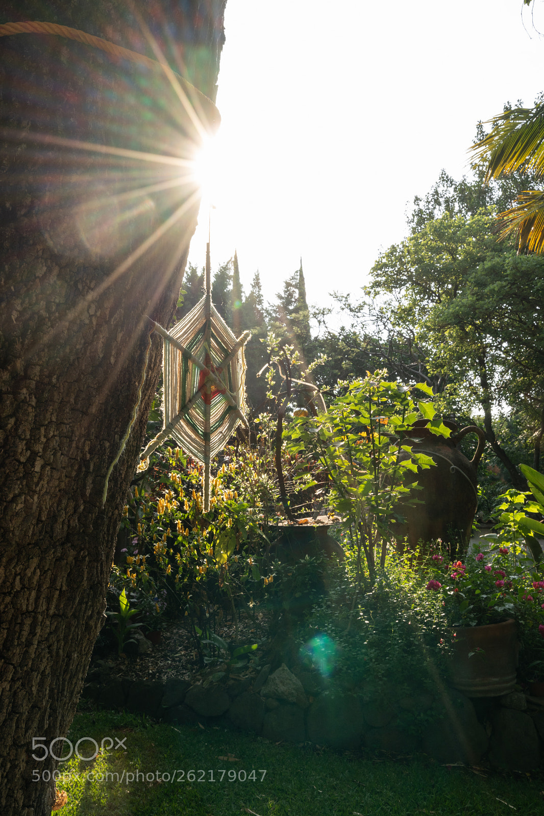 Sony a7 III sample photo. Sunlight and tree photography