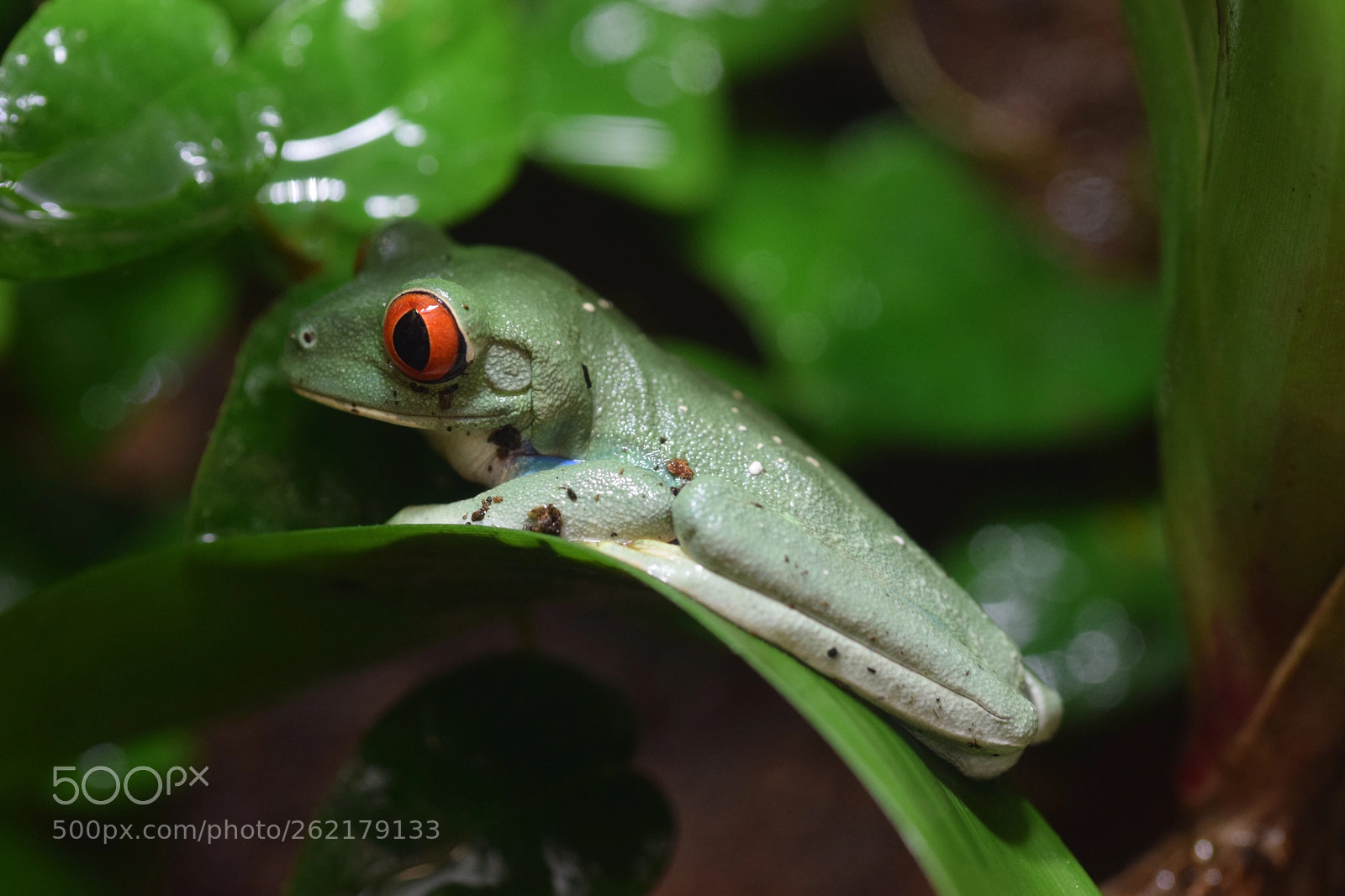 Nikon D3300 sample photo. Red eyed tree frog photography
