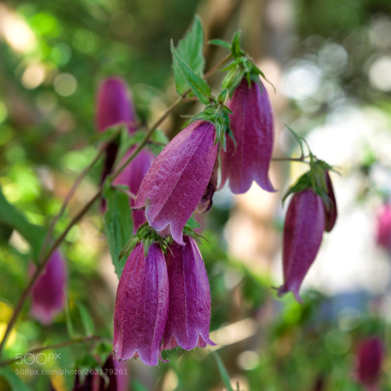 Sony a9 sample photo. Echoes photography