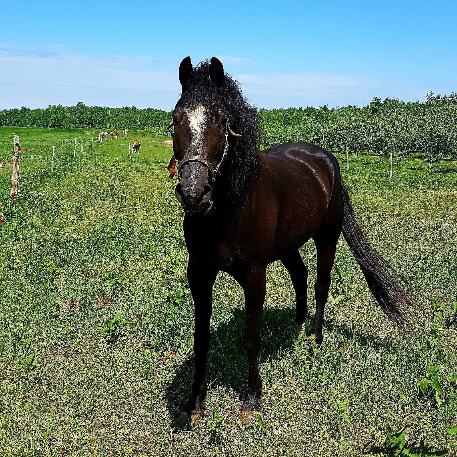 Samsung Galaxy S7 sample photo. Horse photography