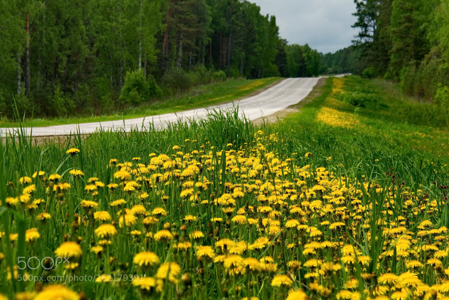 Nikon D750 sample photo. Russia. siberian summer is photography