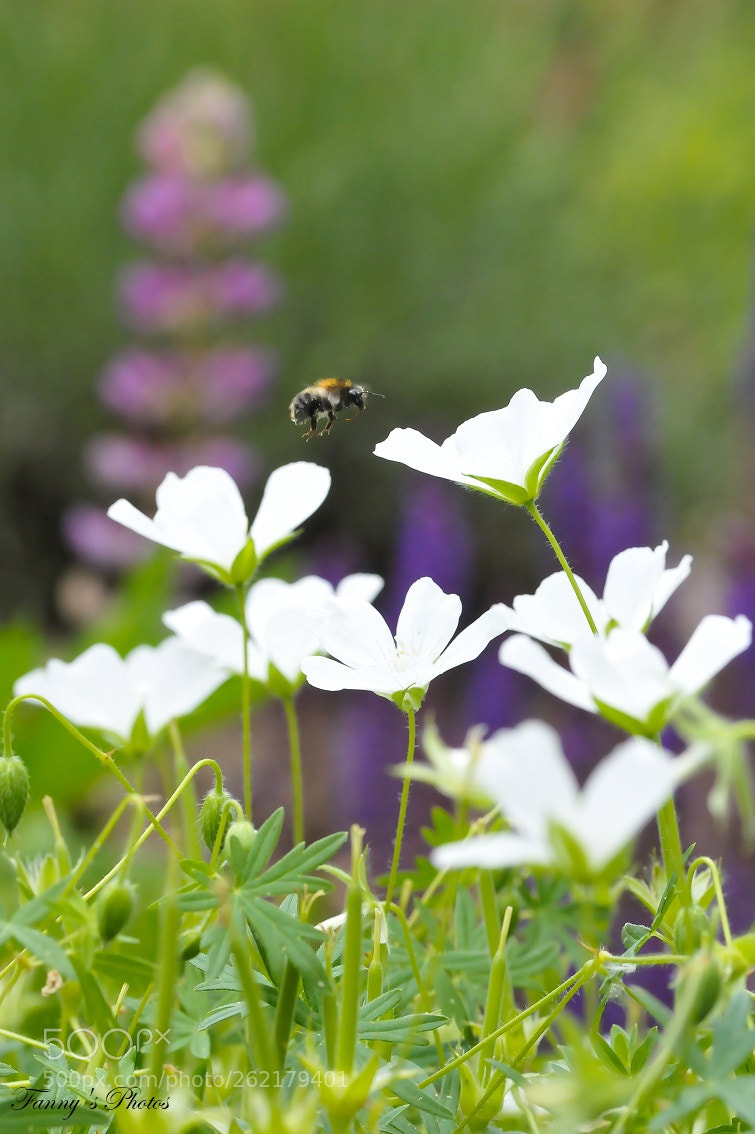 Nikon D300S sample photo. Libre comme l'air. photography