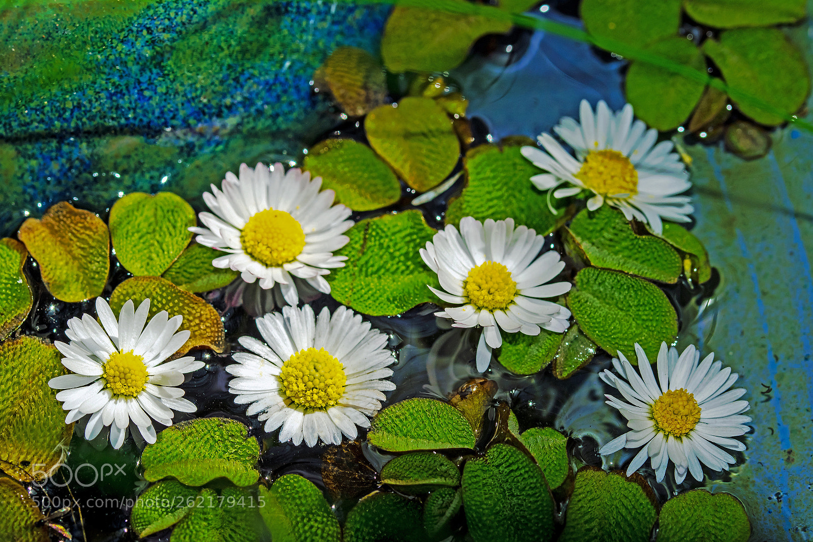 Nikon D5300 sample photo. Gänseblümchen photography