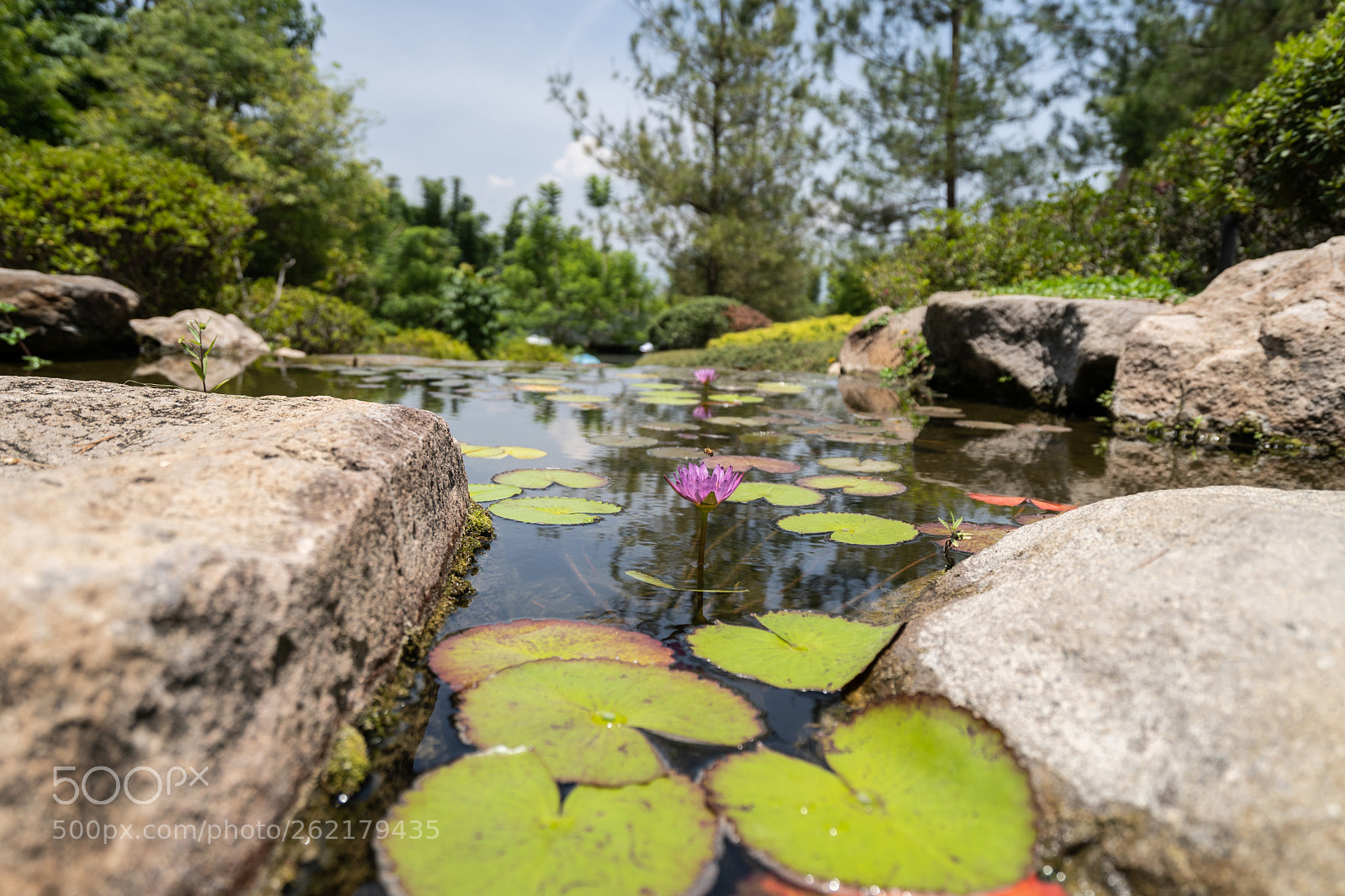 Sony a7 III sample photo. Lotus flower photography