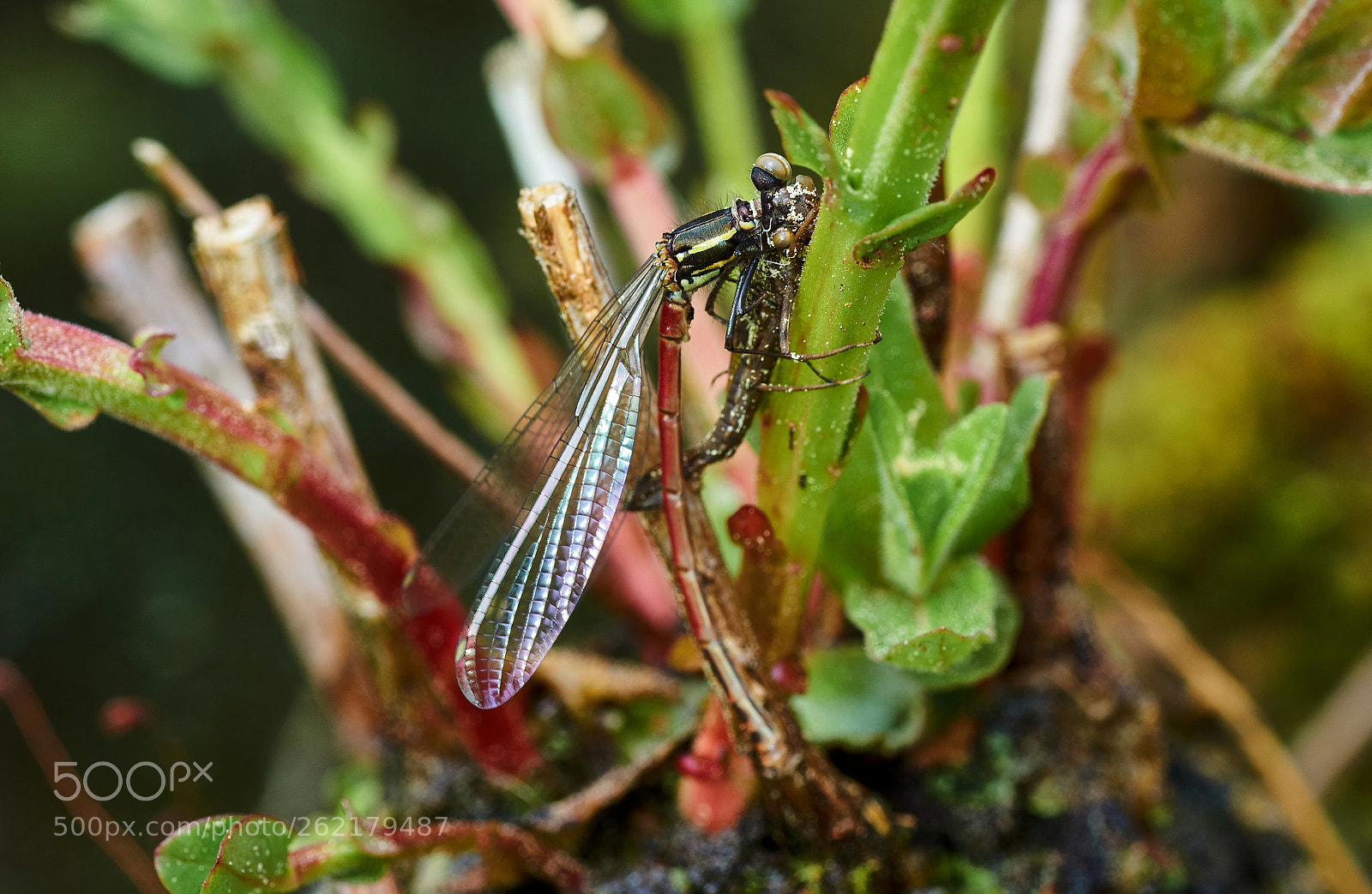 Sony SLT-A58 sample photo. Early adonis dragonfly photography