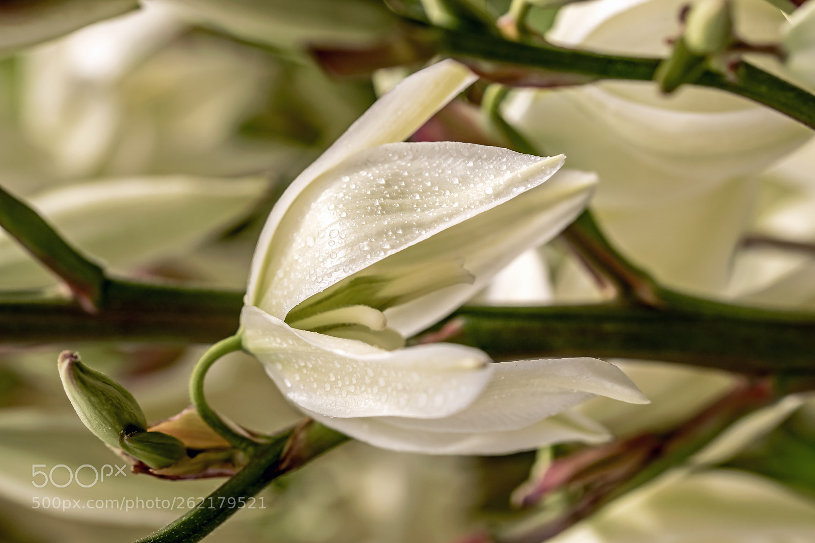 Nikon D5300 sample photo. Yucca photography