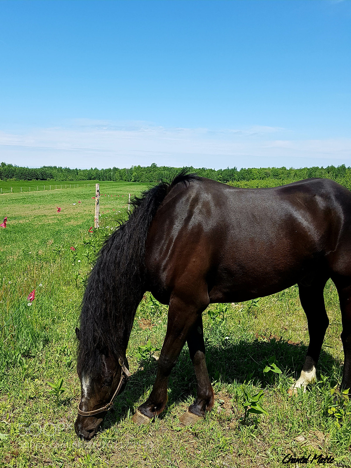 Samsung Galaxy S7 sample photo. Horse#2 photography