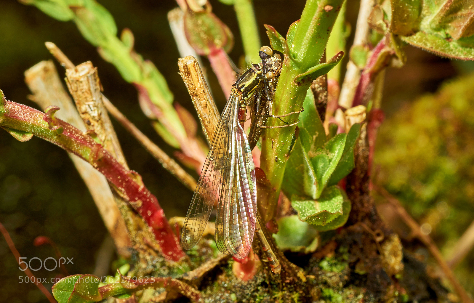 Sony SLT-A58 sample photo. Early adonis dragonfly photography