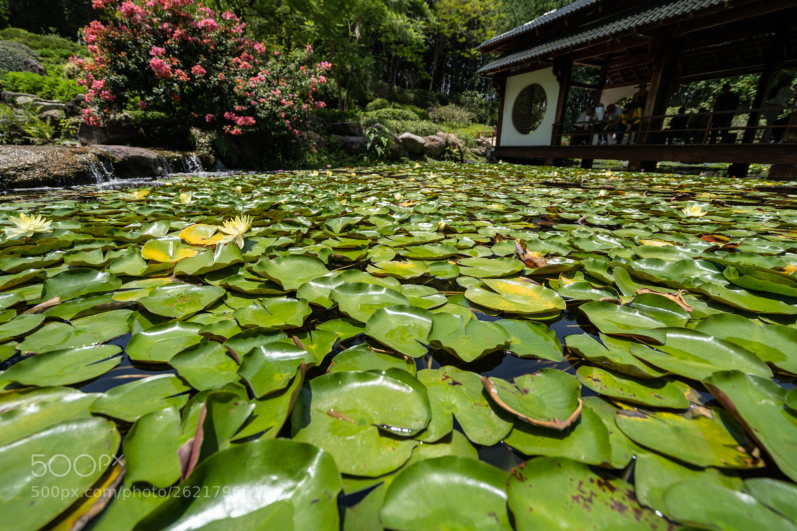 Sony a7 III sample photo. Lotus and japanese house photography