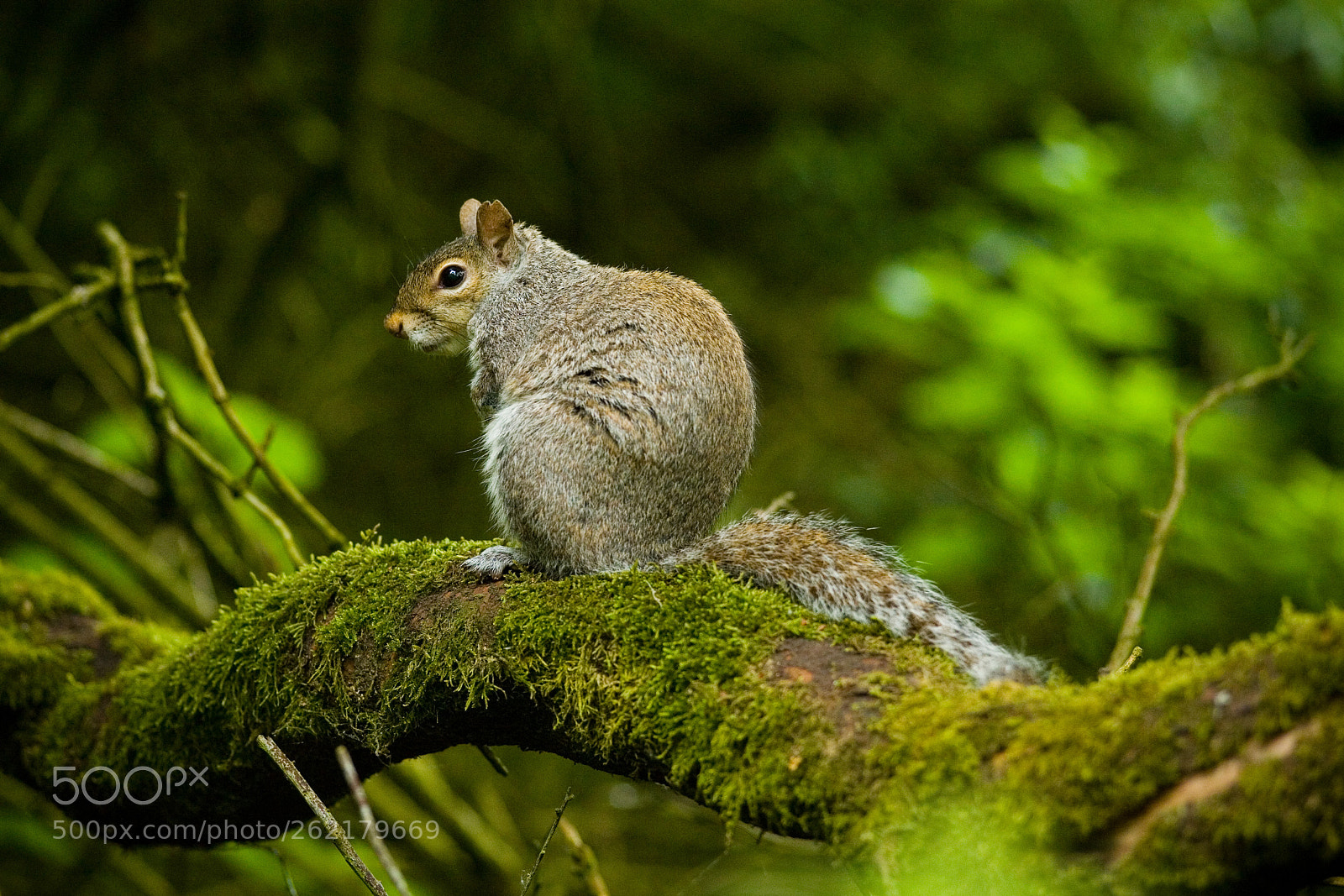 Canon EOS 5D sample photo. Squirrel photography