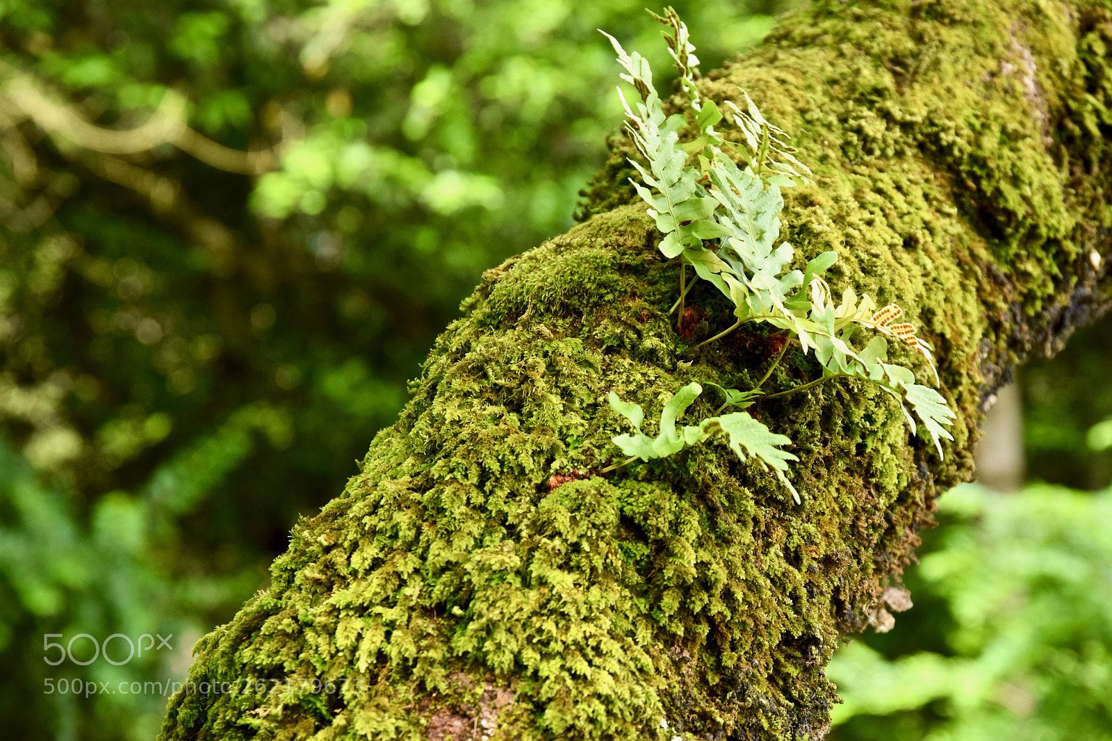 Nikon D5300 sample photo. Details in the forest photography