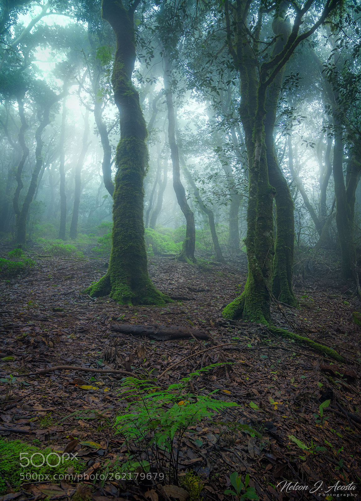 Nikon D7200 sample photo. Bosque de ensueño photography