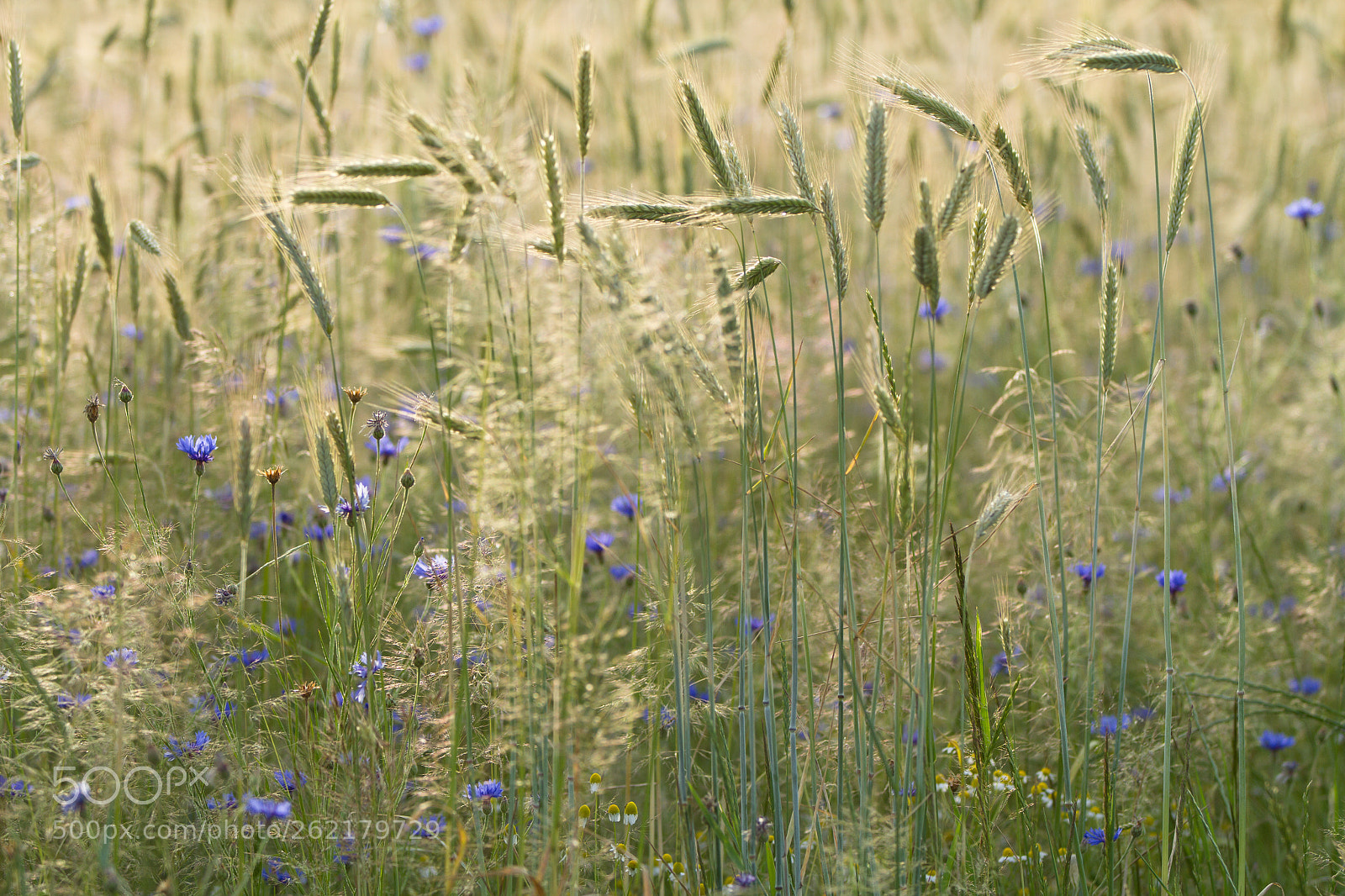 Canon EOS 7D sample photo. Akkerpracht photography