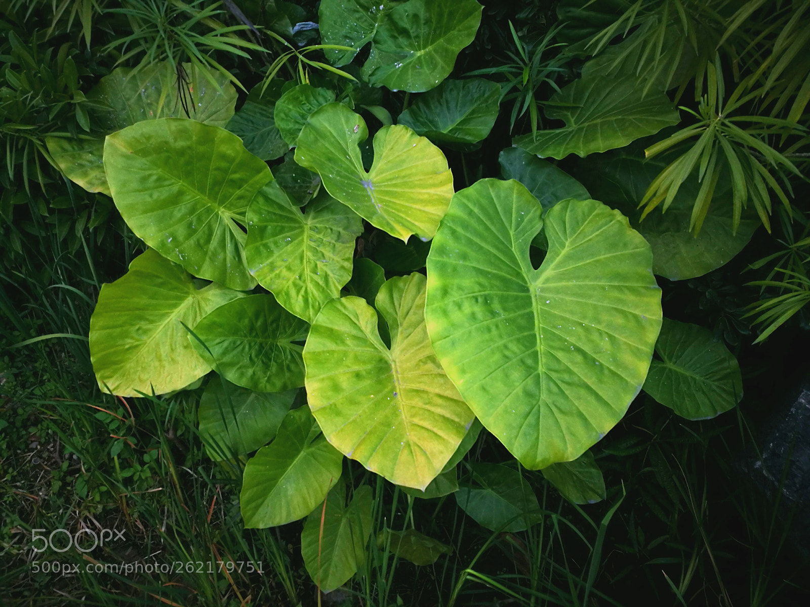 HUAWEI P9 sample photo. Green grin photography
