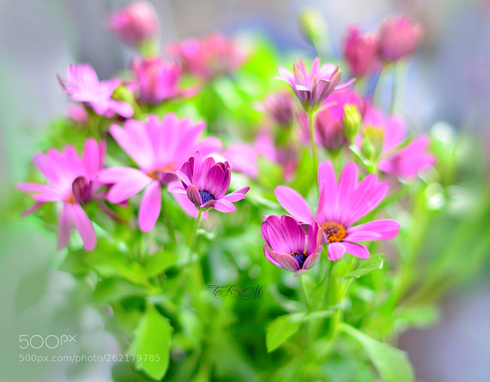Nikon D5100 + Nikon AF-S Nikkor 50mm F1.4G sample photo. ..spring colors.. photography