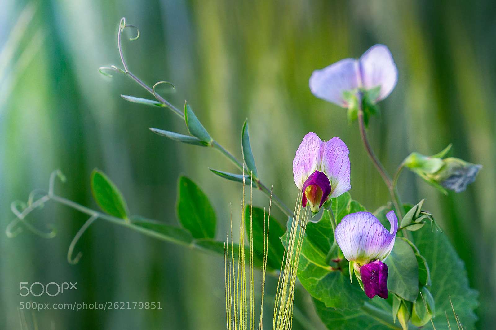 Sony a6000 sample photo. Flower power (3) photography