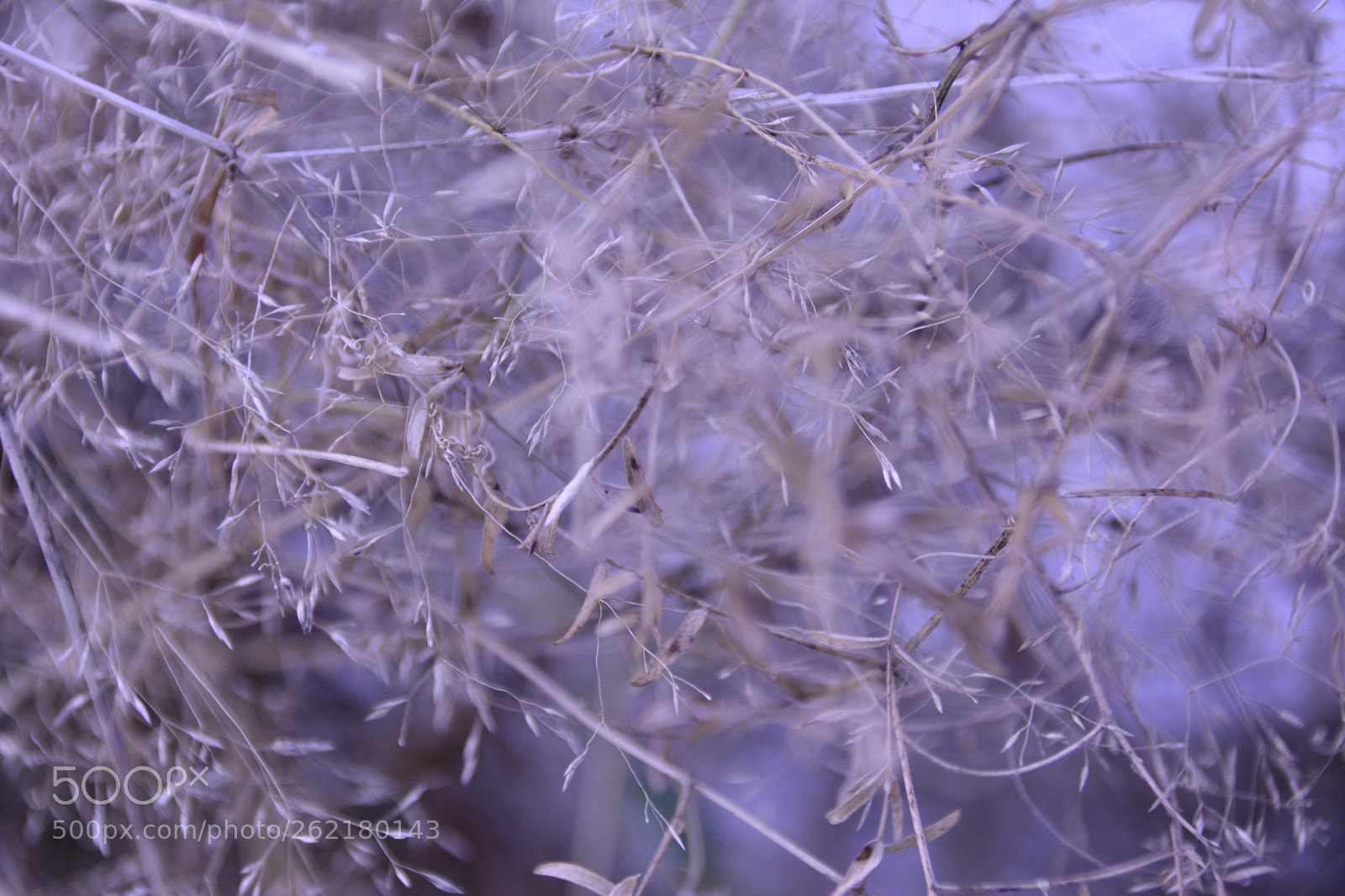 Nikon D7100 sample photo. Etude of field grasses #2 photography