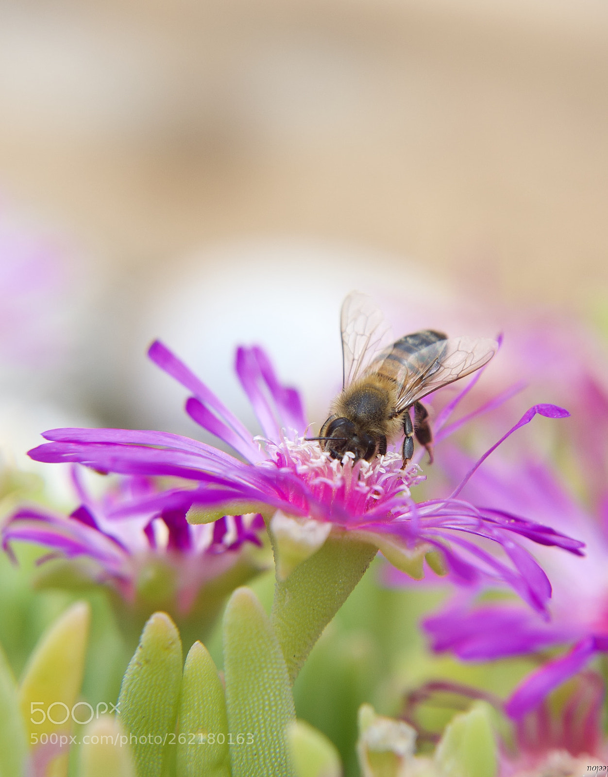 Nikon D3100 sample photo. Honeykiss... photography