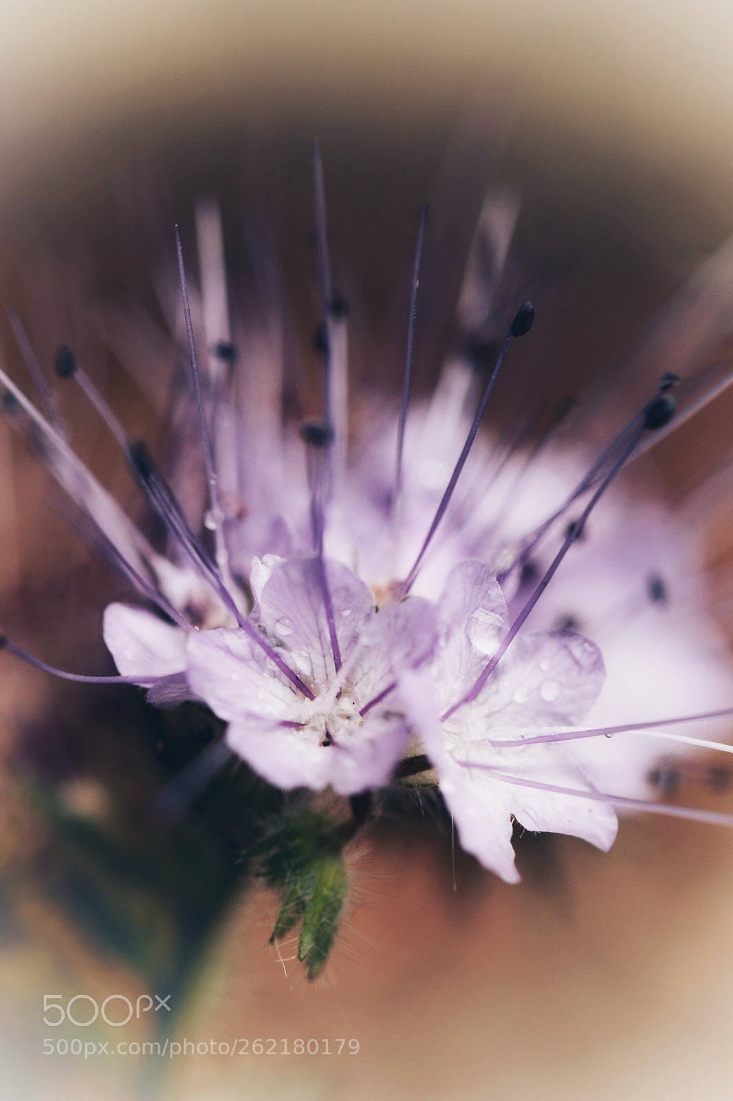 Canon EOS 70D sample photo. Bloemetjes photography