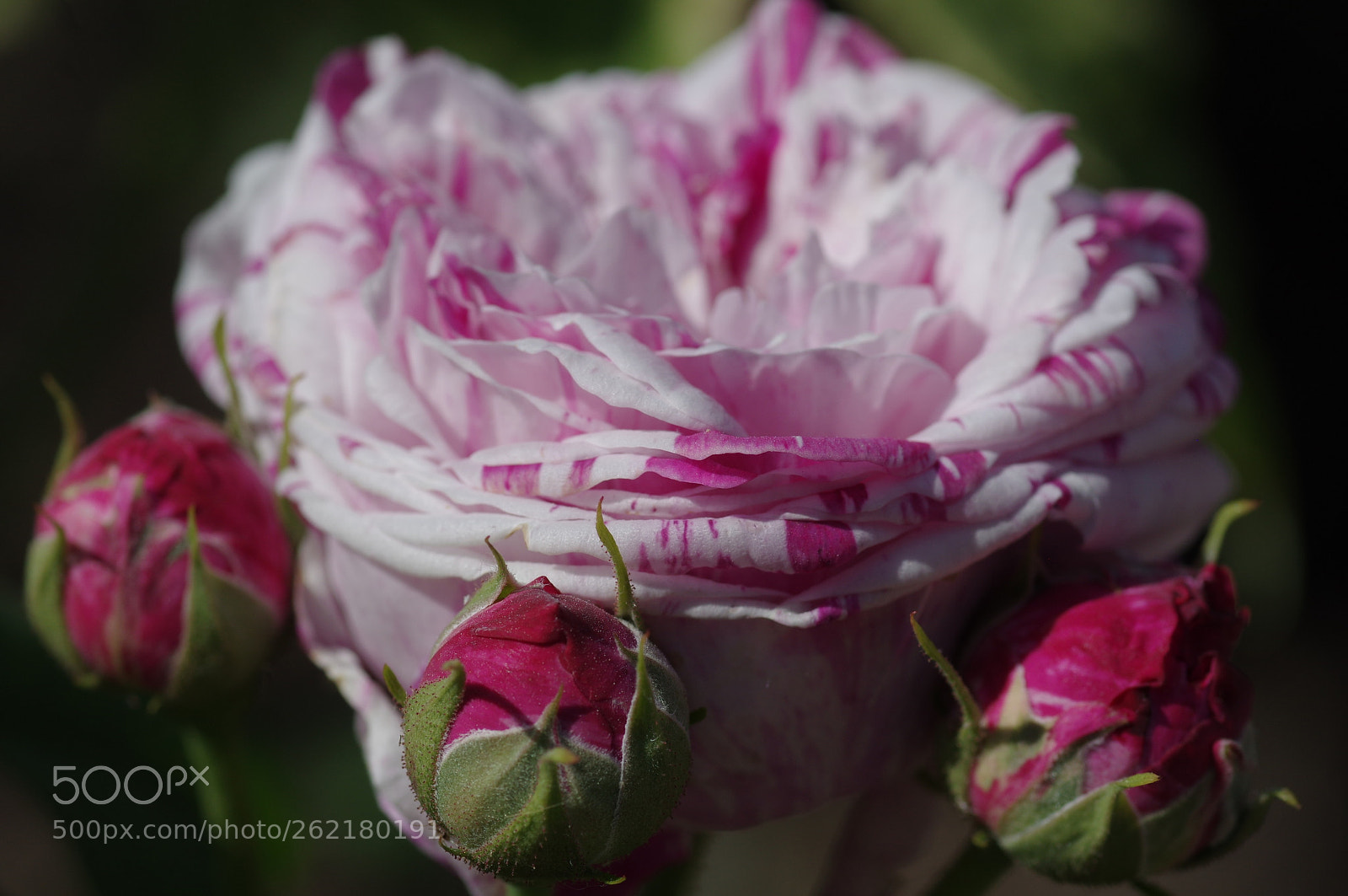 Pentax K-3 II + Pentax smc D-FA 100mm F2.8 Macro WR sample photo. Simply a rose photography