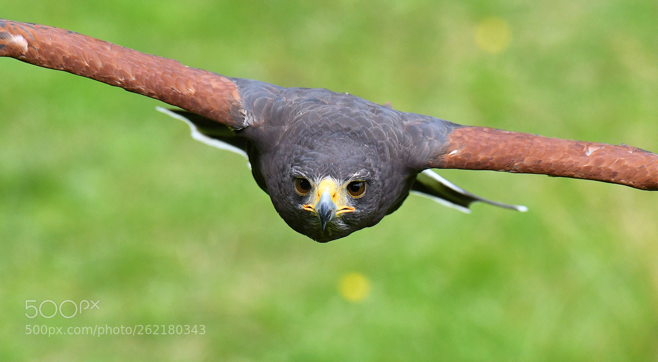 Nikon D850 sample photo. Harris hawk photography