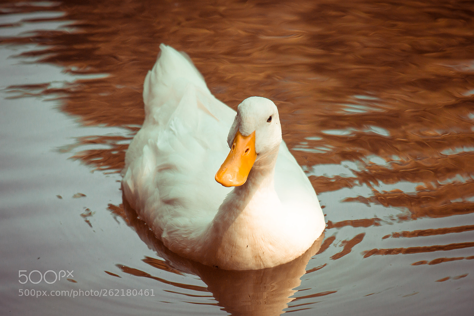 Canon EOS 70D sample photo. Goose photography