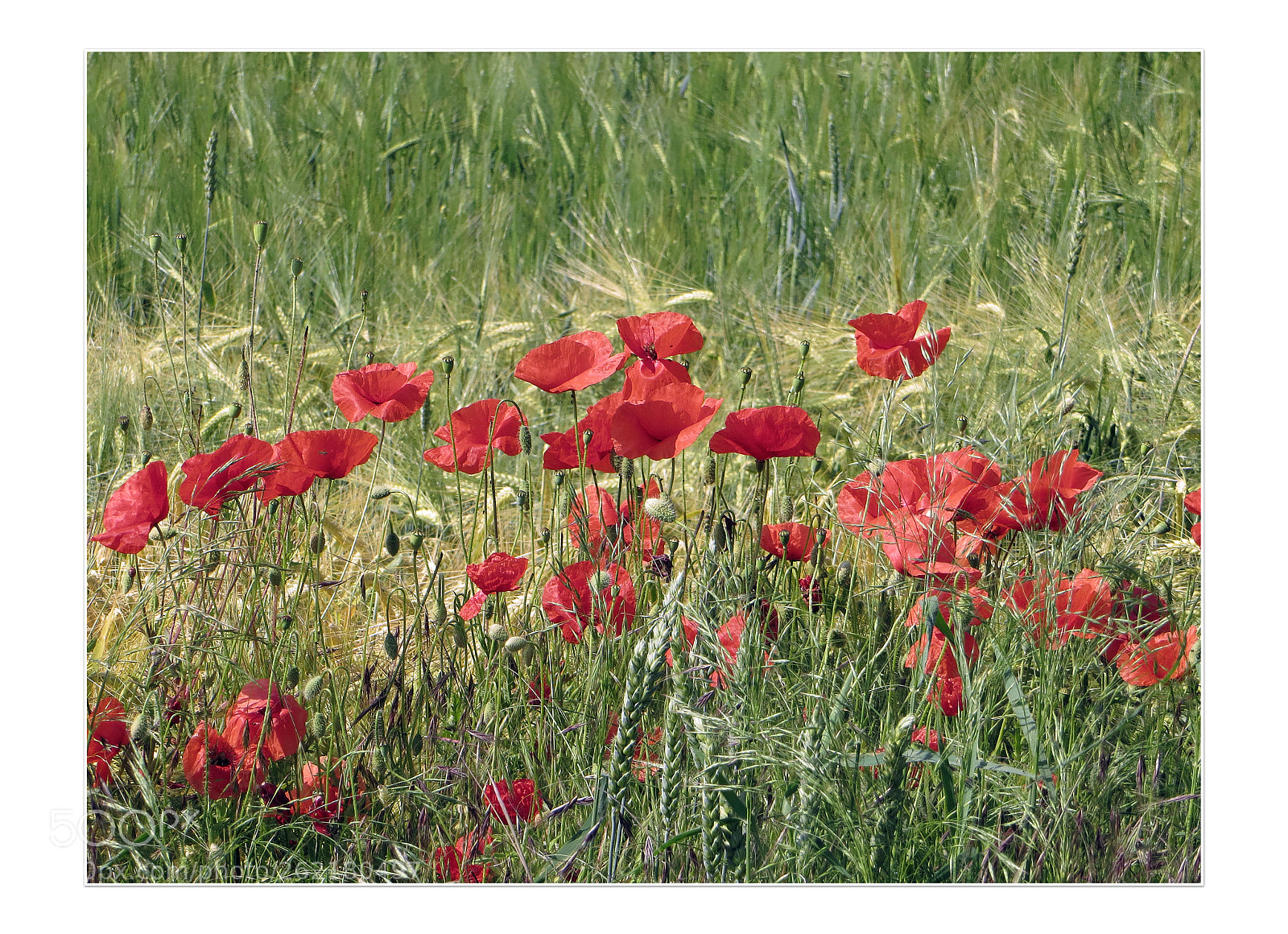 Canon PowerShot SX240 HS sample photo. Wochenende auf dem land 2 photography