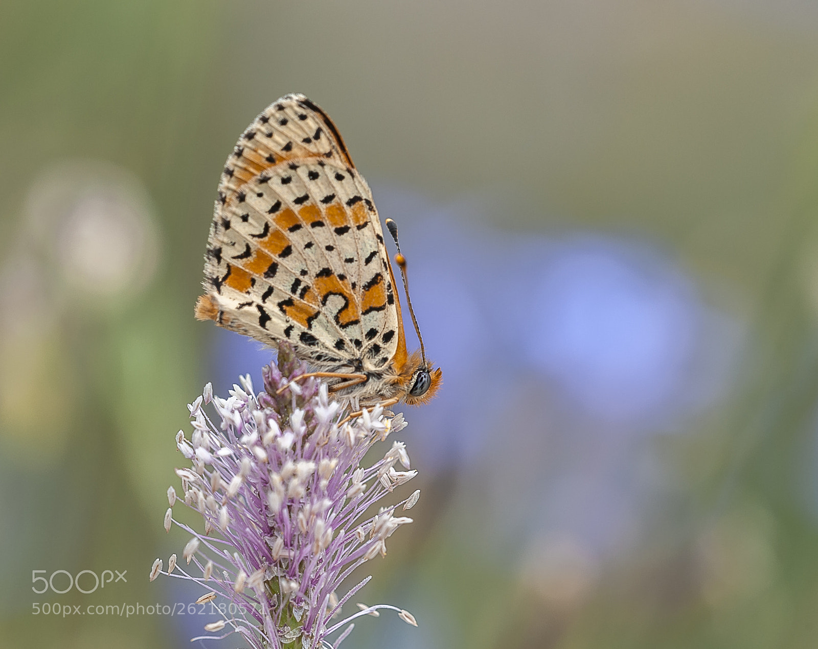 Nikon D3 sample photo. Mariposilla photography