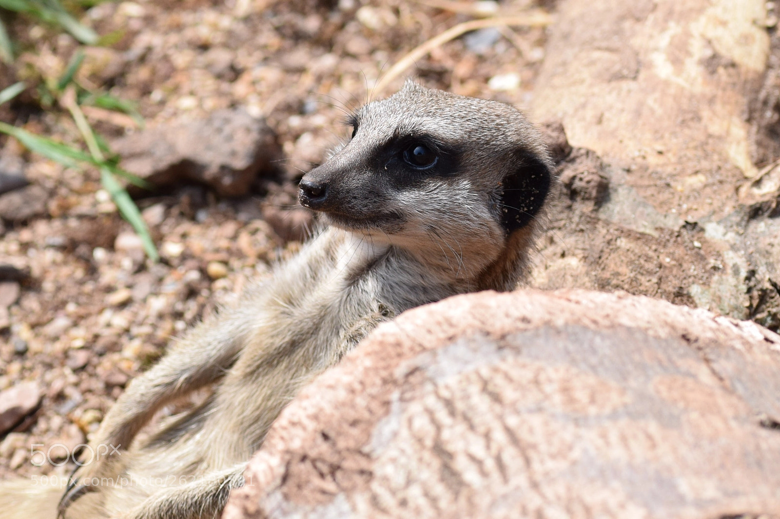 Nikon D3300 sample photo. Just relaxing  photography