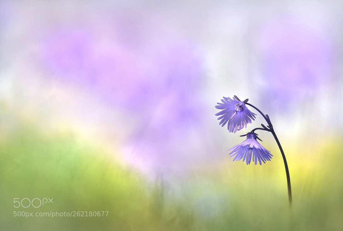 Nikon D7200 sample photo. Alpine soldanellen photography