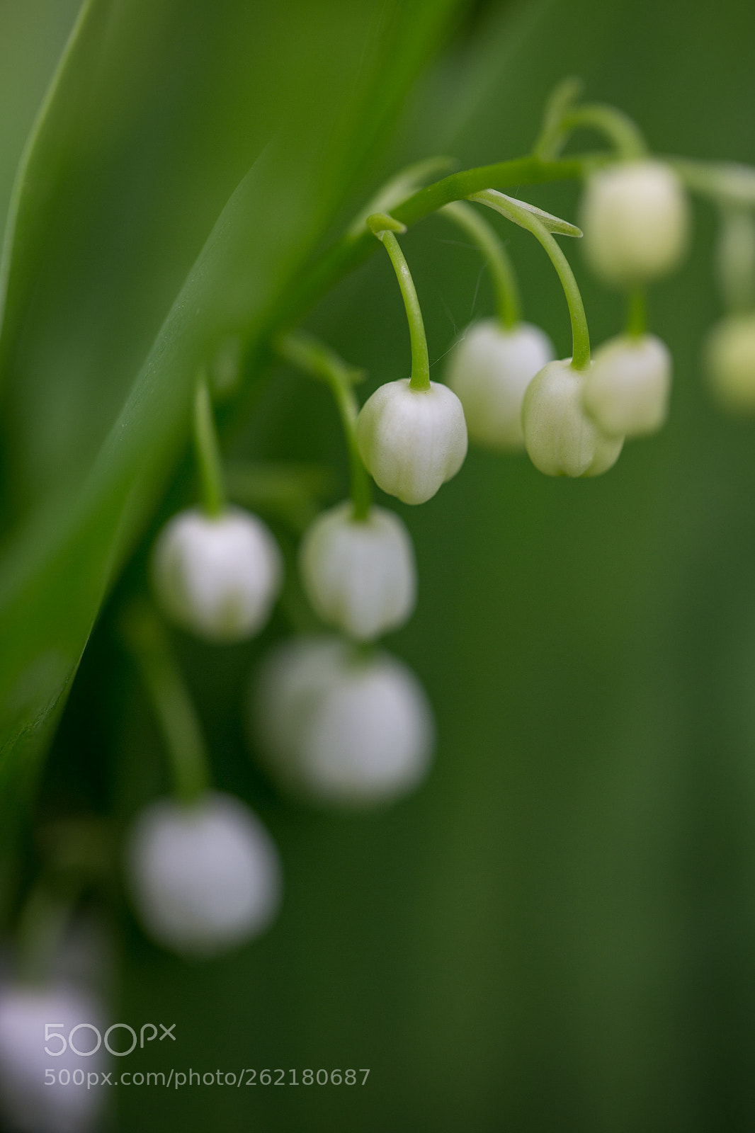 Canon EOS 6D sample photo. Beauty nature photography