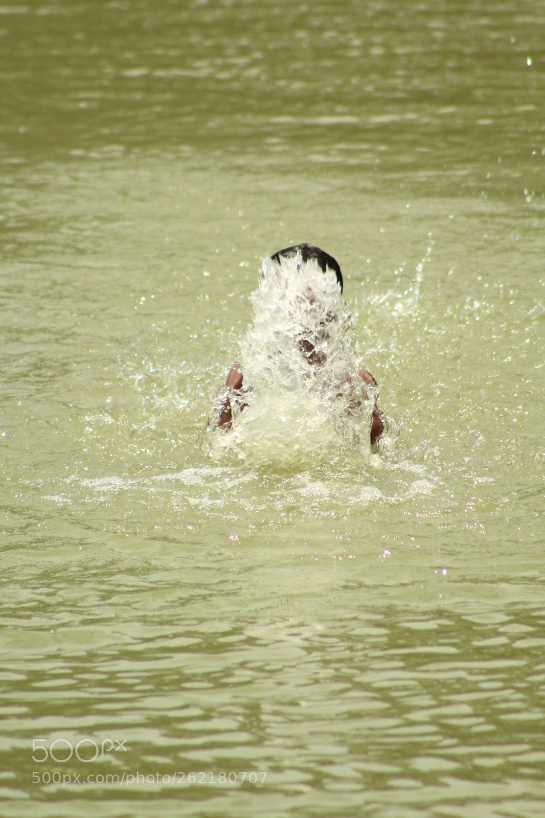 Canon EOS 1300D (EOS Rebel T6 / EOS Kiss X80) sample photo. Pond playing photography