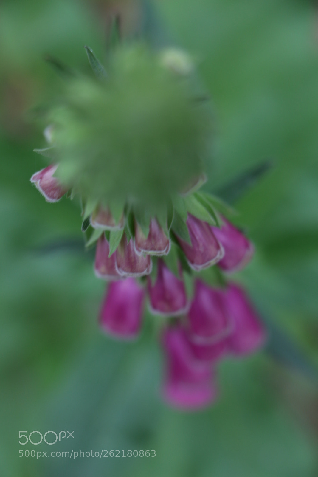 Canon EOS 700D (EOS Rebel T5i / EOS Kiss X7i) sample photo. Annoying green! photography