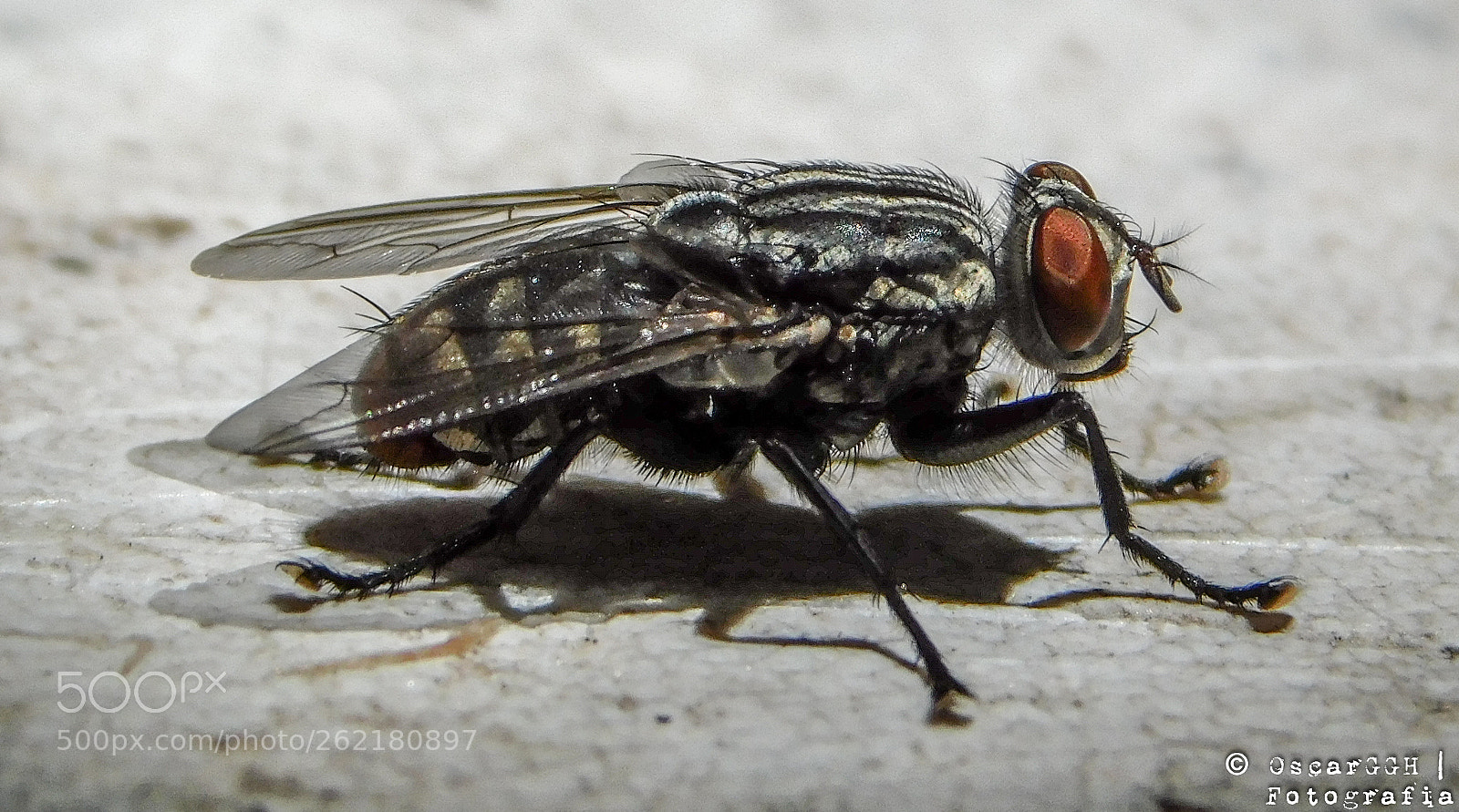 Nikon Coolpix B500 sample photo. Mosca photography